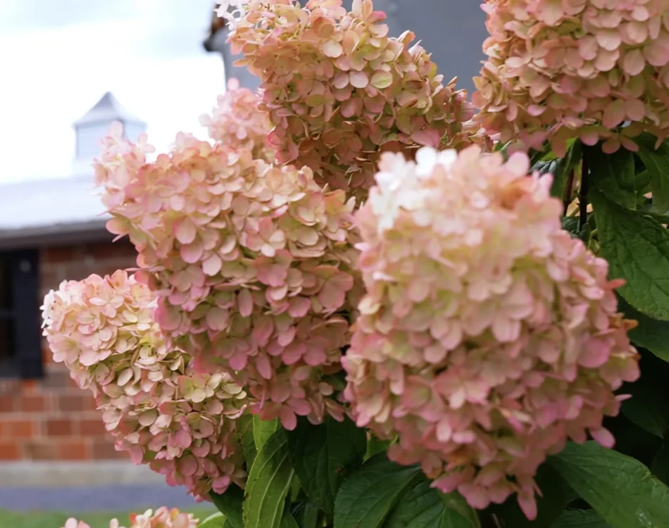Hydrangeas
