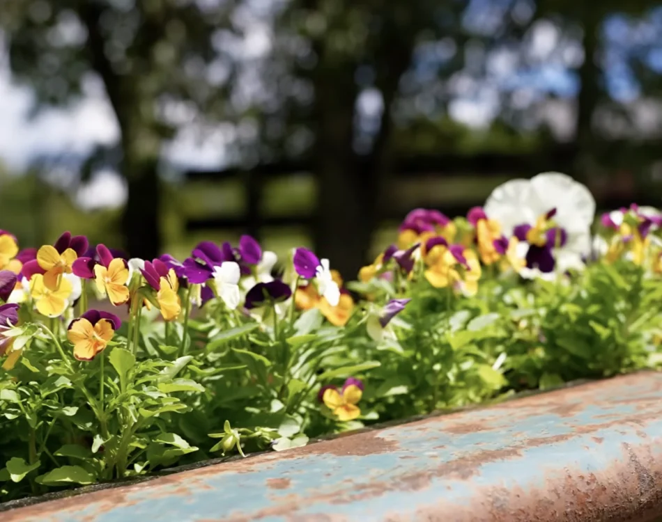 Pansies